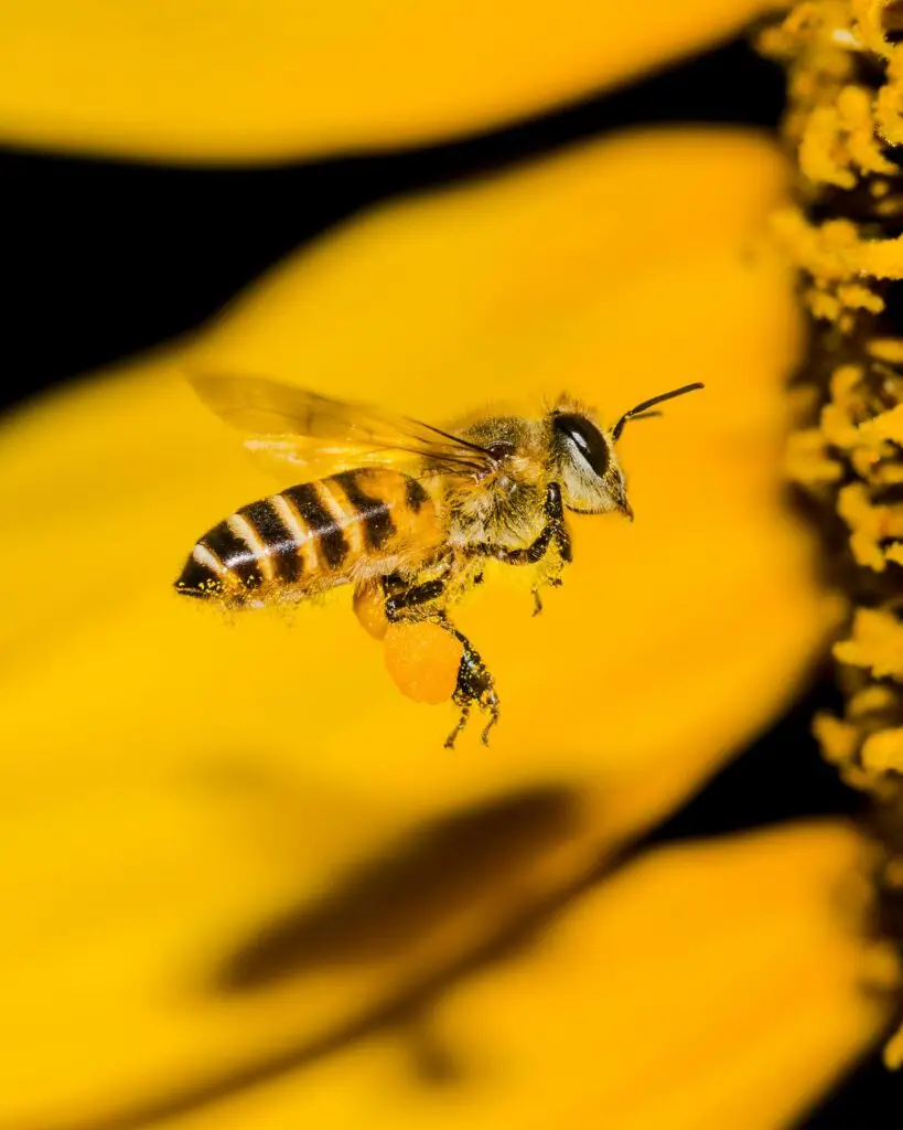 bee flower dpwjg 07