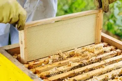 beekeeper installing new honeycomb frame 260nw 2652076231 e1769708601318