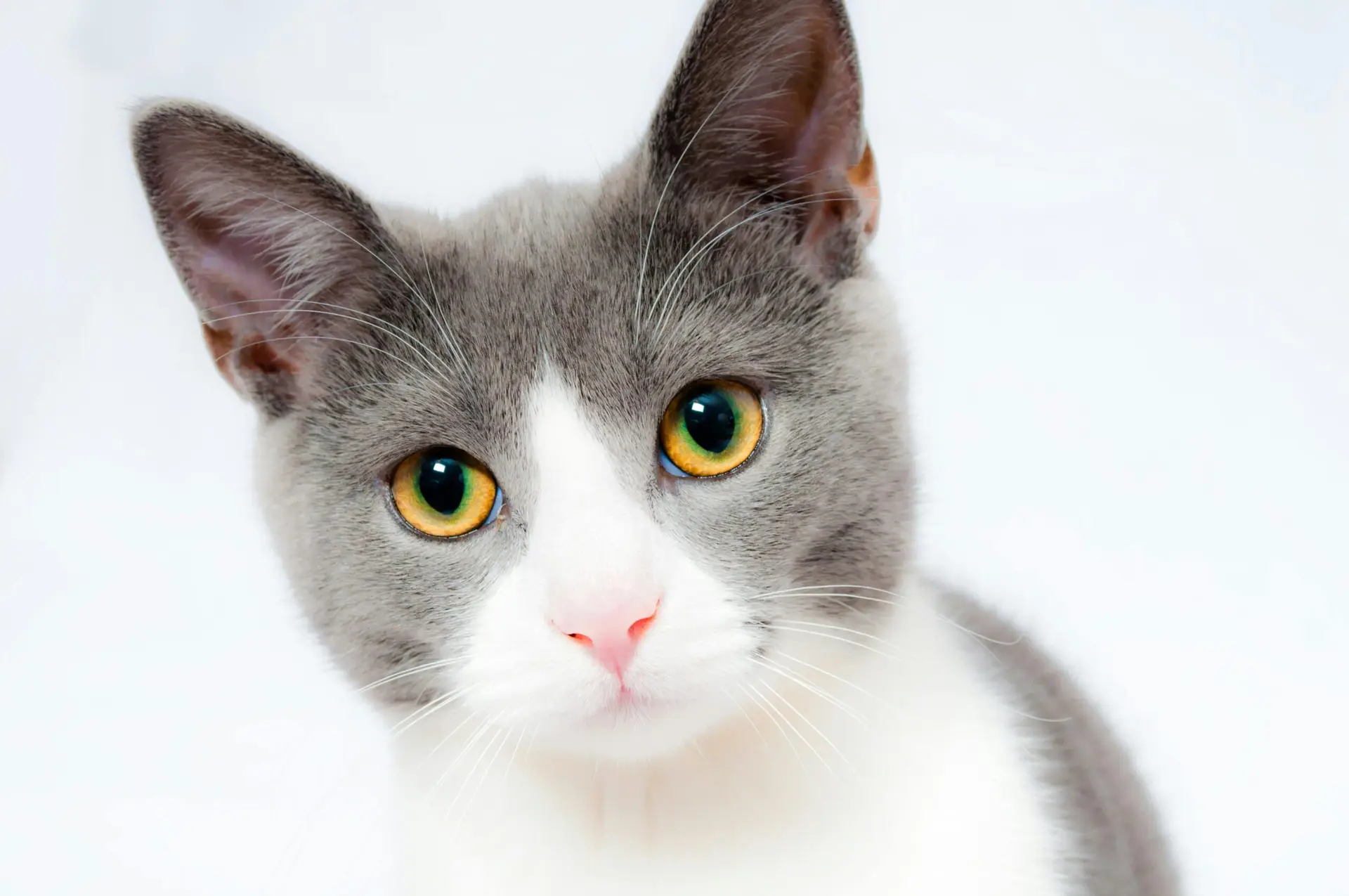 cat pet animal domestic 104827 104827 scaled
